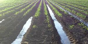 Beneficiarán a agricultores fernandenses con tubería para sistemas de riego