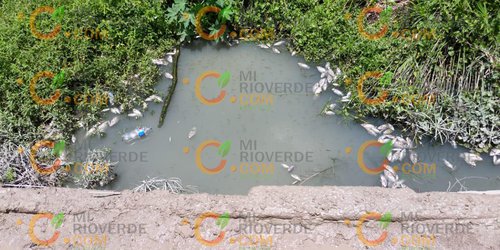 Mortandad de peces y mal olor por contaminación del río en ejido Miguel Hidalgo