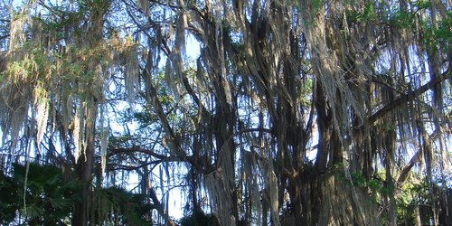 Hay más sabinos milenarios en la zona urbana del río Verde