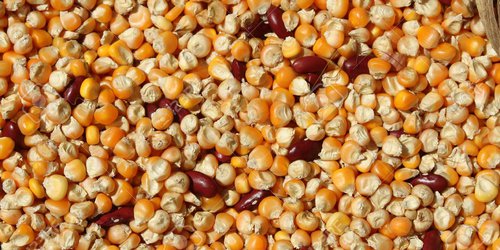 Abre la SEDARH ventanillas para solicitar semilla