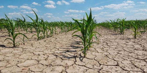 Alarma la sequía en las 4 zonas del estado