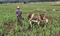 "La lluvia es lo único que nos cae del cielo, lo demás hay que trabajarlo": CNA