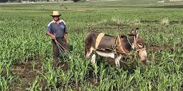 "La lluvia es lo único que nos cae del cielo, lo demás hay que trabajarlo": CNA