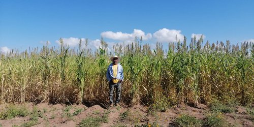 Buena producción de sorgo forrajero, tienen agricultores fernandenses