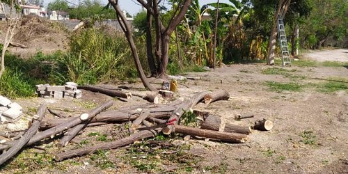 Denuncian tala de árboles en fraccionamiento Del Sol
