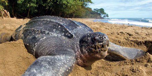 Nacen 9 tortugas laúd en Ecuador, la más grande del mundo en peligro de extinción