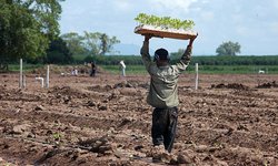 Trata de personas sobre todo en ranchos agrícolas de SLP