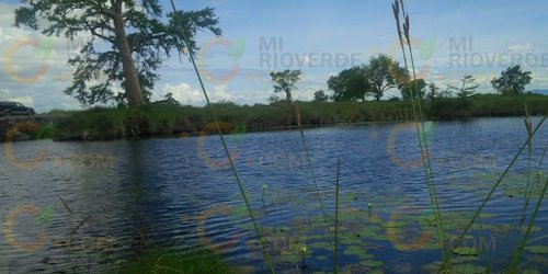 Proyectan instalar criadero de cochinos cerca de Los Peroles