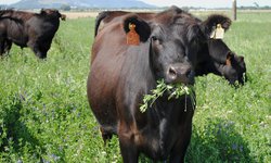 Lluvias salvan a ganaderos: Animales empiezan a recuperarse