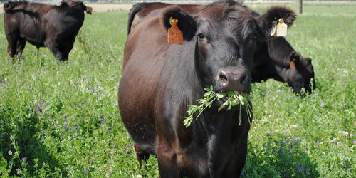 Lluvias salvan a ganaderos: Animales empiezan a recuperarse