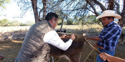 Aplicarán más de mil 500 dosis en campaña de vacunación antirrábica bovina