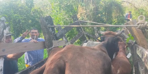 San Luis refuerza cerco sanitario ganadero