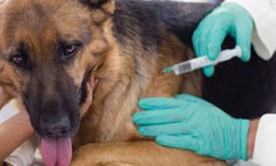 Inició Jornada Nacional de Vacunación Antirrábica Canina y Felina