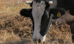 Creció 6% exportación mexicana de ganado bovino a EU