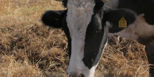 Creció 6% exportación mexicana de ganado bovino a EU