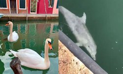 Sorprenden aguas cristalinas en Venecia durante la cuarentena