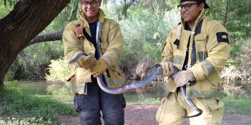 Bomberos capturan enorme víbora en vivienda del Refugio