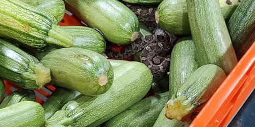 Encuentran víbora entre caja de calabazas de tienda de autoservicio