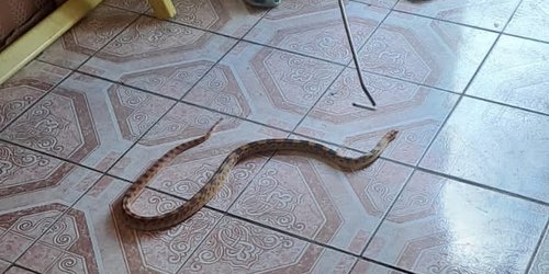 Hallan víbora en el interior de domicilio de colonia en Soledad