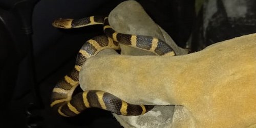 Capturan víbora en domicilio de San Antonio de las Higueras