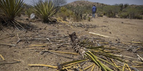 La yucca de Baja California : el nuevo objetivo de los traficantes para ganar millones