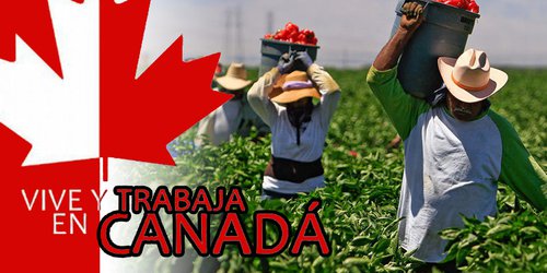Jornaleros prefieren irse a trabajar a Canadá, que EUA