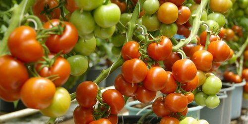 Reconocen a Agrizom como mejor productor del año en convención de San Francisco, Cal.