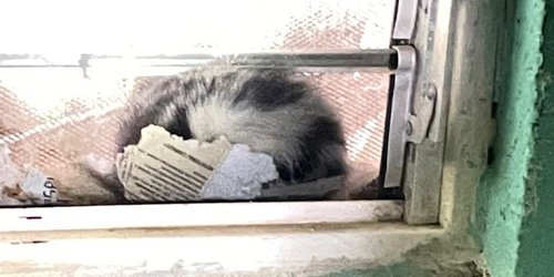 Bomberos "revivió" a zorrillo cuando iban a enterrarlo