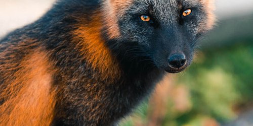 Fotografían a exótico ‘Zorro De Fuego’ disfrutando de la libertad en Canadá