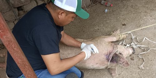 Gusano barrenador  en Ciudad Fernández; suman 48 casos positivos atendidos de forma gratuita