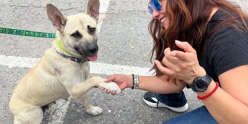 San Luis noveno lugar nacional de hogares con mascotas
