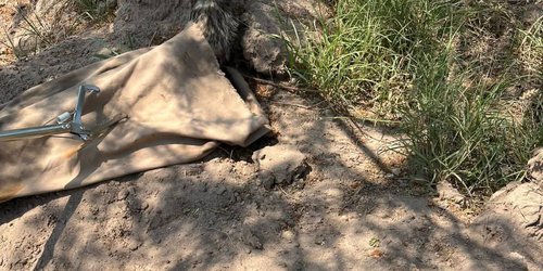 Capturan y liberan tlacuache en la zona centro de Ciudad Fernández