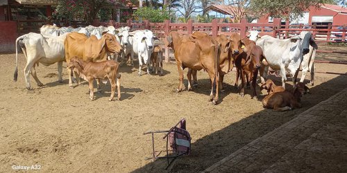 Prevén temporada de calor intensa, pero sin crisis ganadera en la región