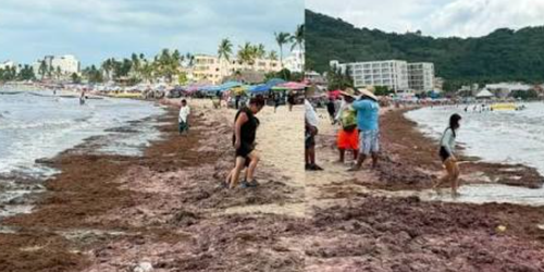 Arribo masivo de sargazo a playa de Rincón de Guayabitos, en Nayarit.