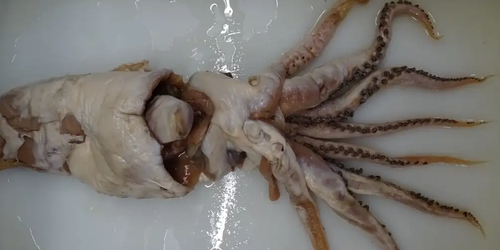 El “calamar de Poseidón” esperó 70 años para ser descubierto.