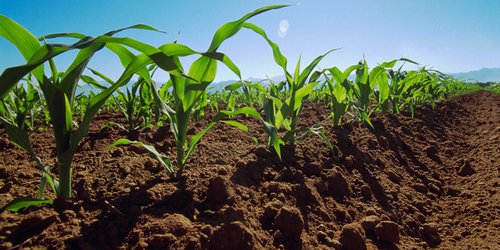Inician en esta semana los pagos de seguro agrícola: SEDARH