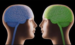 Gemelos idénticos, ¿cerebros distintos?