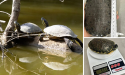 Compuesto usado en plásticos causa daño genético en tortugas de agua dulce.