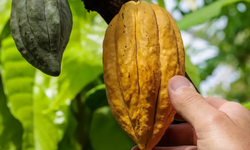 Cuatro linajes inéditos de cacao emergen de fincas peruanas.