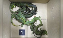 Detienen a mexicano en Japón con 200 lagartos ocultos en calcetines dentro de su maleta.