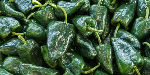 El chile poblano se encarece hasta 105 pesos por kilo en esta temporada de Chiles en Nogada.