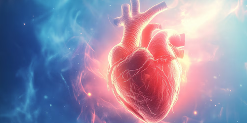 El corazón tiene un “pequeño cerebro”: cuál es el rol de esas neuronas clave para sobrevivir al estrés extremo.