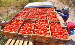 Jitomate, papa y tomate verde: los alimentos que más encarecieron la vida en Febrero.