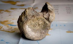 Encuentran olvidado en un cajón el primer hueso de un dinosaurio que habitaba en una Antártida cubierta de bosques.