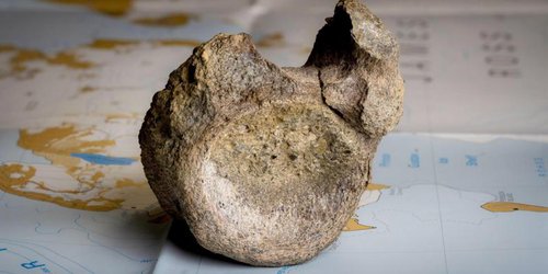Encuentran olvidado en un cajón el primer hueso de un dinosaurio que habitaba en una Antártida cubierta de bosques.