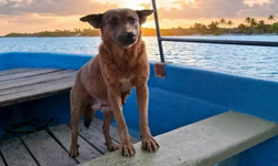 Envenenan a Beni, perrita que ayudaba a limpiar presa en Oaxaca; investigan su muerte tras labores de limpieza de lirio acuático.