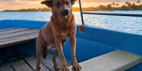 Envenenan a Beni, perrita que ayudaba a limpiar presa en Oaxaca; investigan su muerte tras labores de limpieza de lirio acuático.