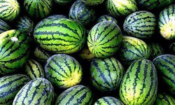 Productores de sandía enfrentan pérdidas por bajos precios en el campo