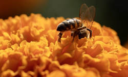 Inédito: analizará SCJN reconocer a las abejas como sujetos de derechos.
