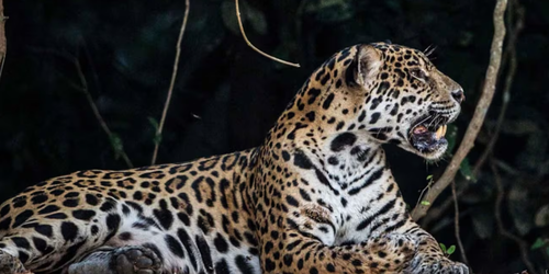Captan en video a jaguar a 200 metros de zona arqueológica de Tulum; autoridades destacan acciones de conservación.